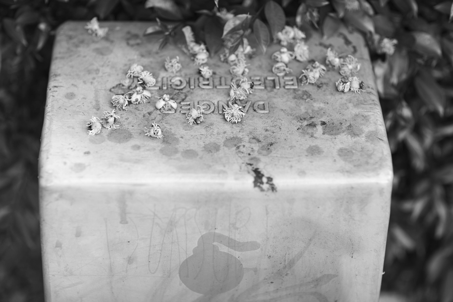 Dying flowers lie on a roadside electrical box.