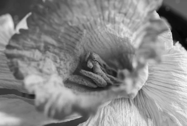 The delicate beauty of a dried daffodil flower.