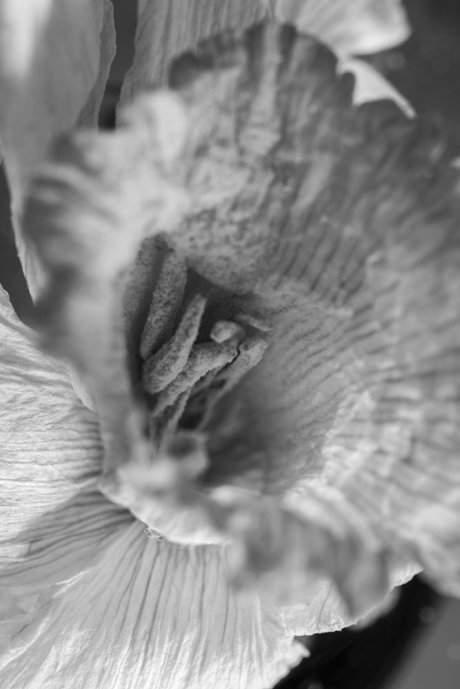 Intricate repeating lines of a dried Daffodil flower.