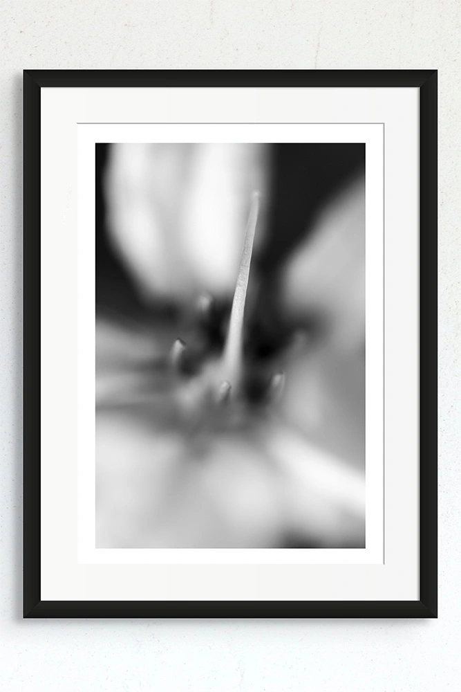 A black and white abstract photo of an Australian Gold Vine flower in a black frame.