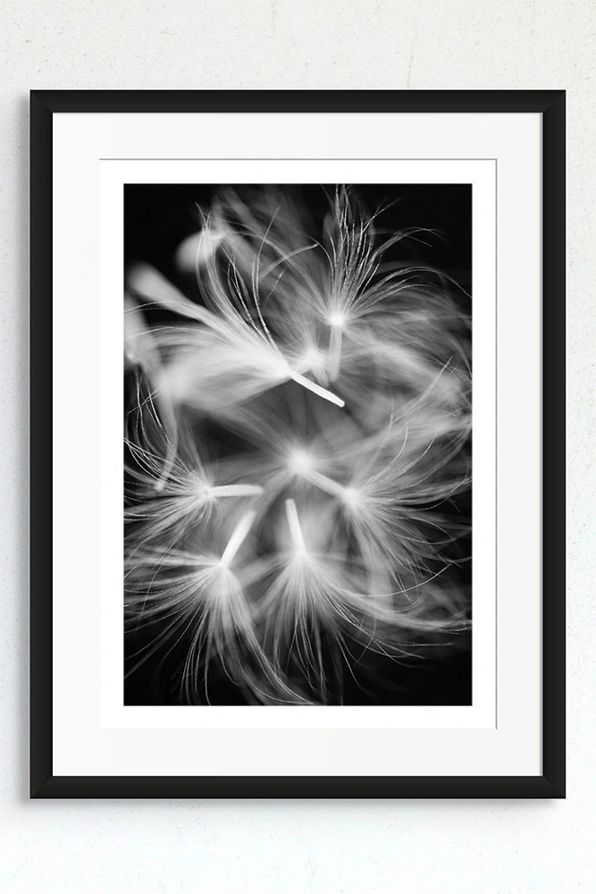 Dandelion seed artwork for sale.