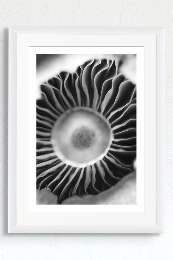 Mushroom gills abstract artwork for sale.