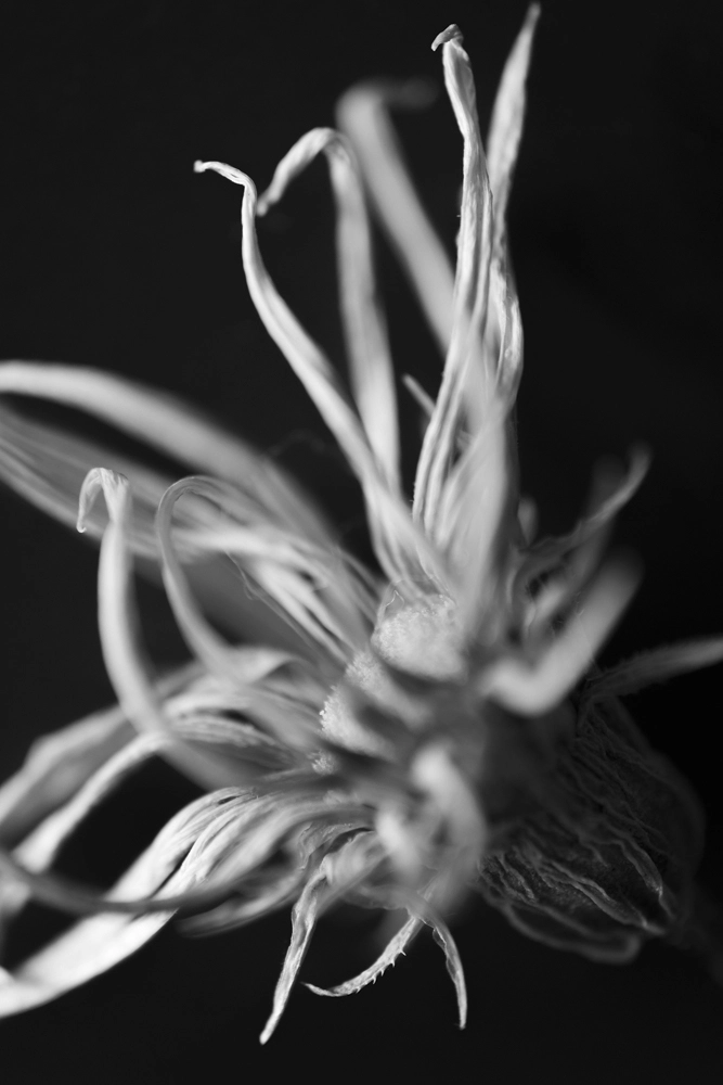 Macro black and white photo of a dried flower head – limited edition print.