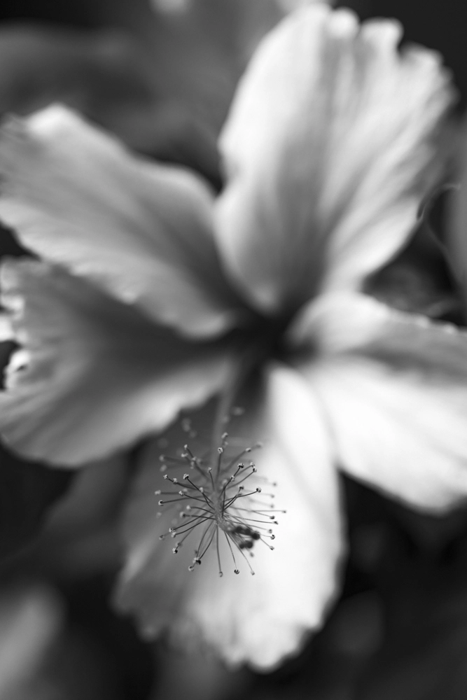 Monochrome image of a hibiscus flower in bloom.