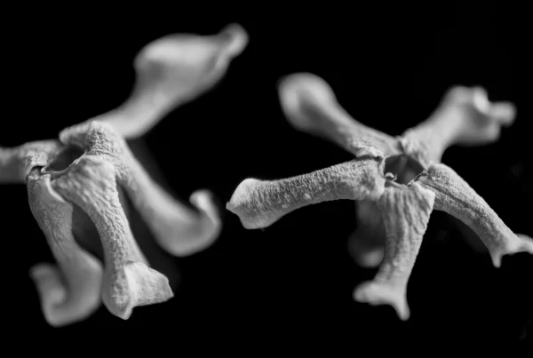 Close-up photo of jasmine flowers in black and white, appearing to float.