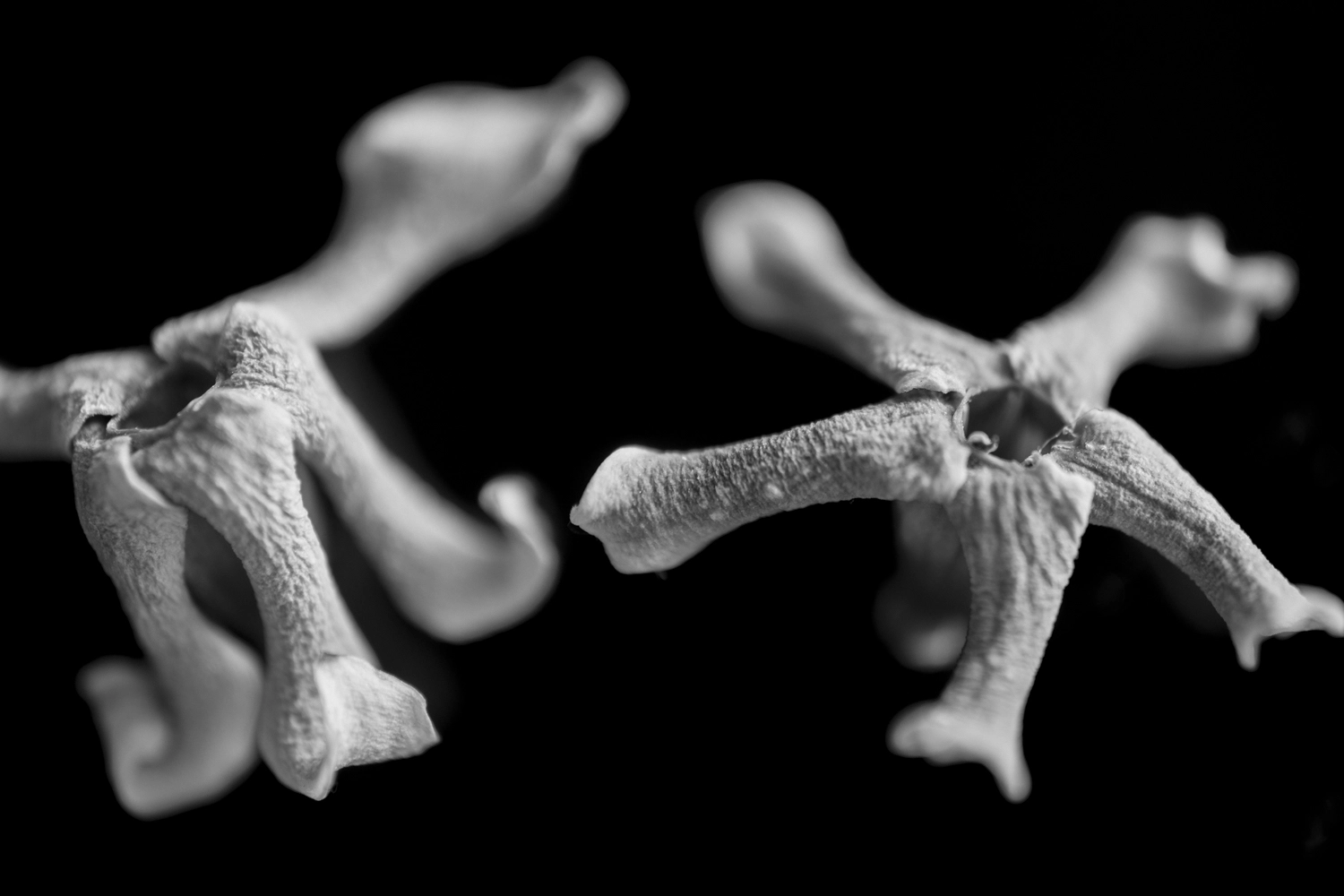 Close-up photo of jasmine flowers in black and white, appearing to float.