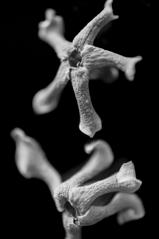 Black and white botanical macro photograph of fallen jasmine flowers – fine art print.