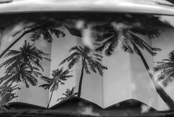 Palm tree reflections in a car windscreen sunshade, Newstead street photography in black and white.