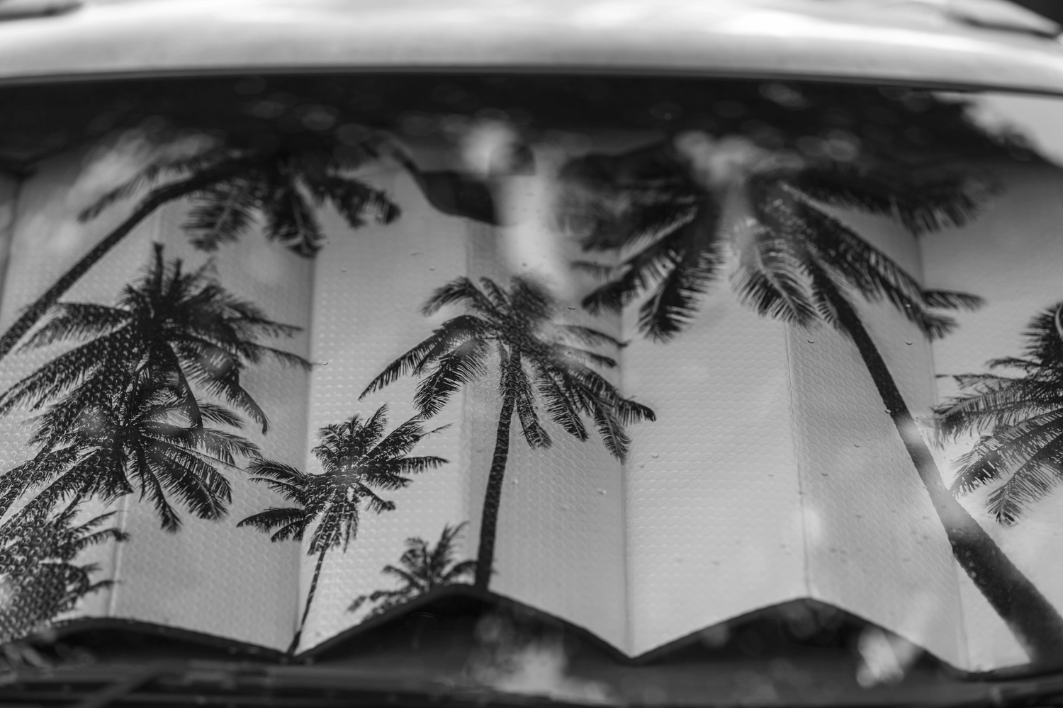 Palm tree reflections in a car windscreen sunshade, Newstead street photography in black and white.
