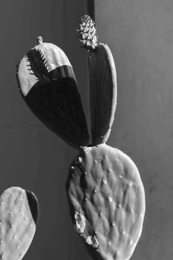 Newstead street photography – cactus showing new growth against concrete.